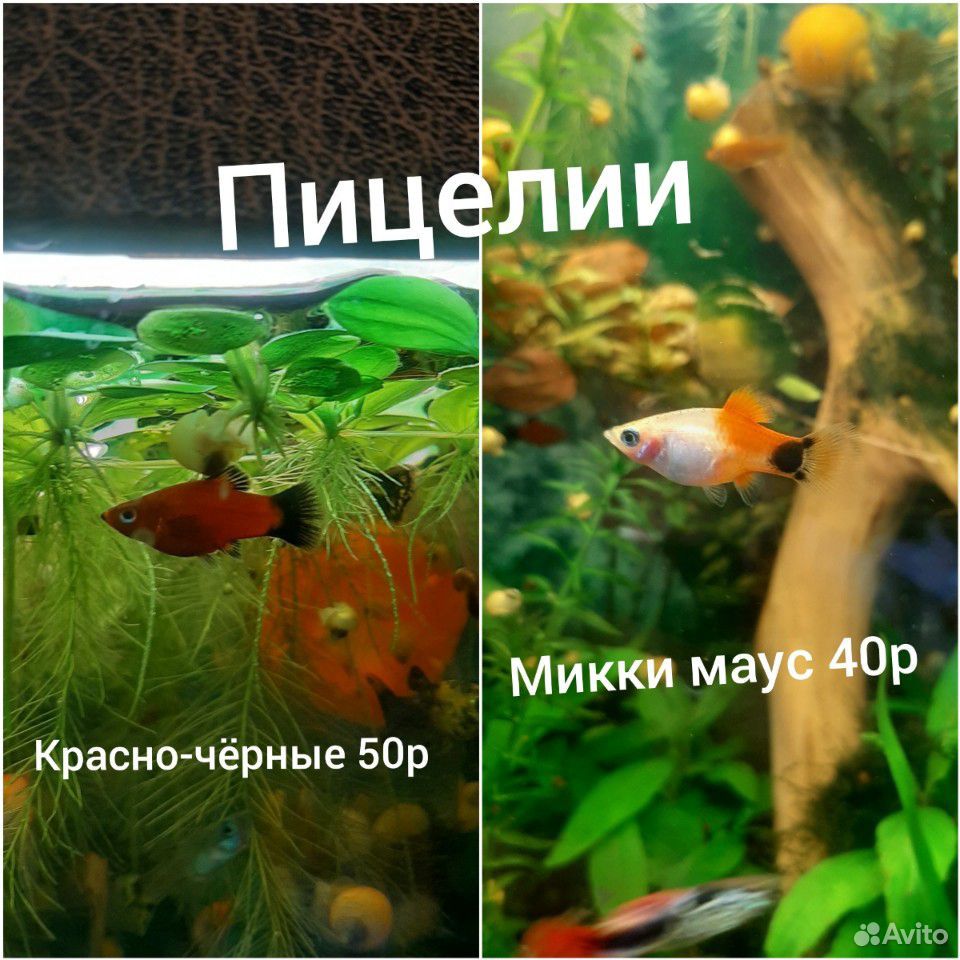 Рыбки купить на Зозу.ру - фотография № 6