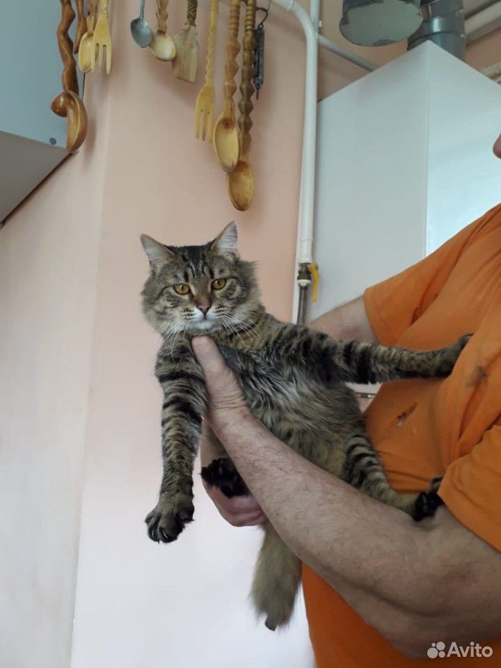 Ласковый котик ищет дом купить на Зозу.ру - фотография № 2