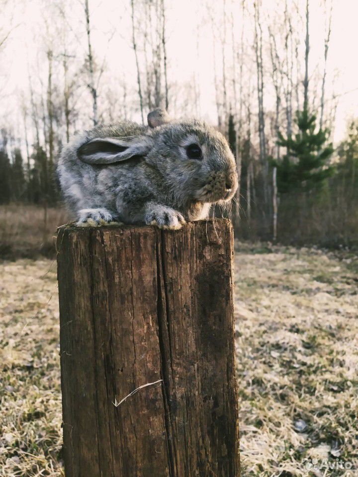Крольчата купить на Зозу.ру - фотография № 4