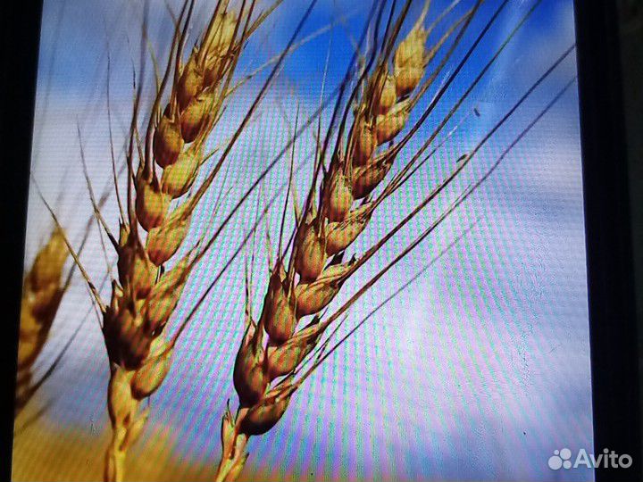 Пшеница комьикорм купить на Зозу.ру - фотография № 1