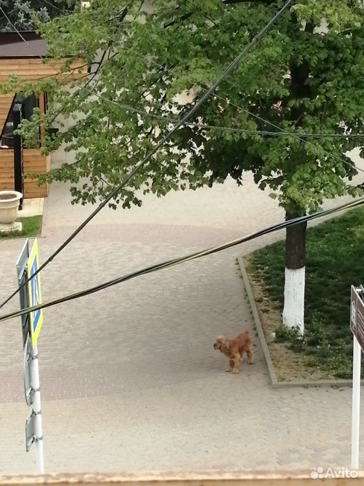 Собака найдена купить на Зозу.ру - фотография № 1