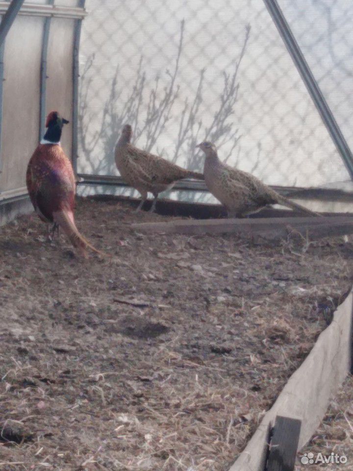 Семья фазанов петух и две курочки, уже кладутся купить на Зозу.ру - фотография № 1