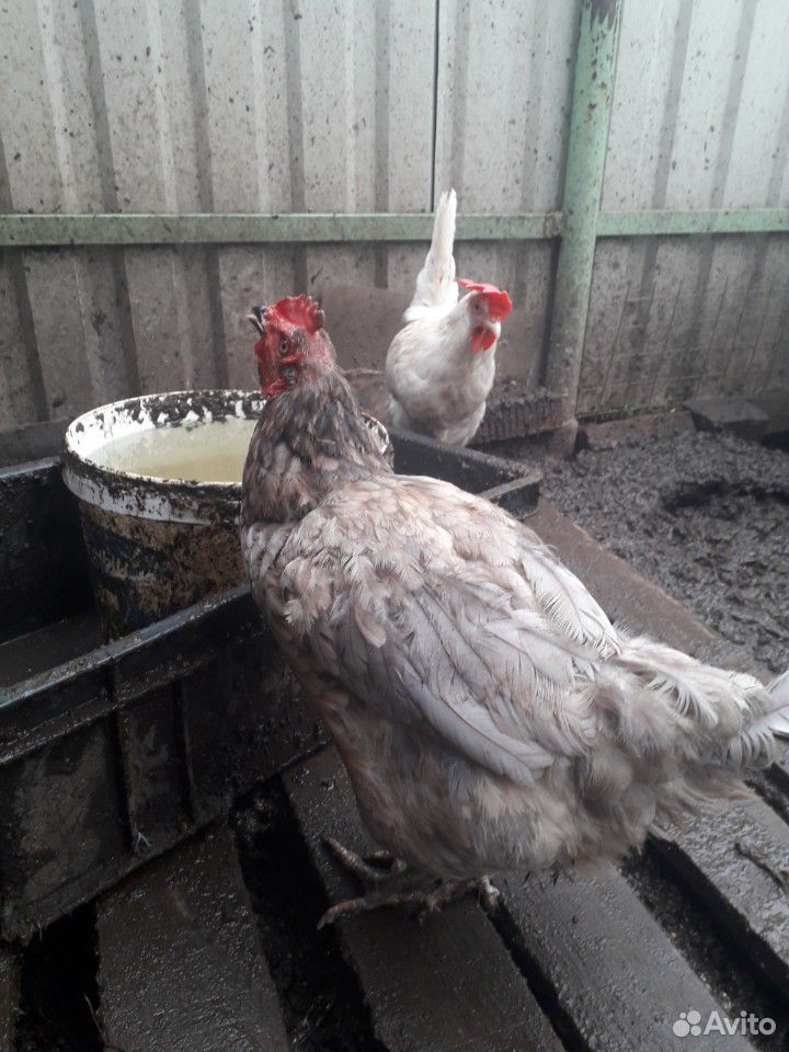 Яйца куриные домашние, инкубация купить на Зозу.ру - фотография № 4
