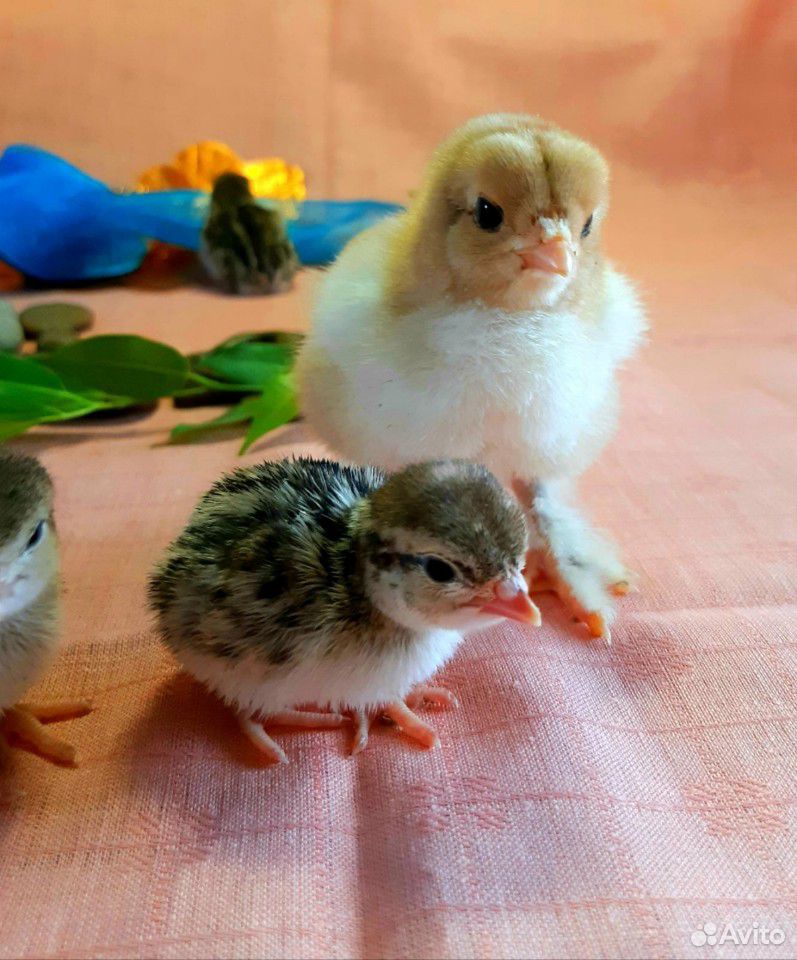 Кеклики, инкубационное яйцо, цыплята купить на Зозу.ру - фотография № 2