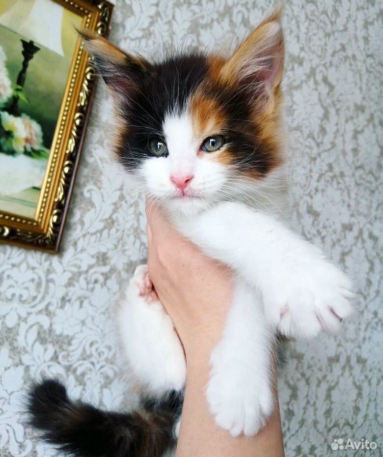 Котёнок девочка мейнкун купить на Зозу.ру - фотография № 4