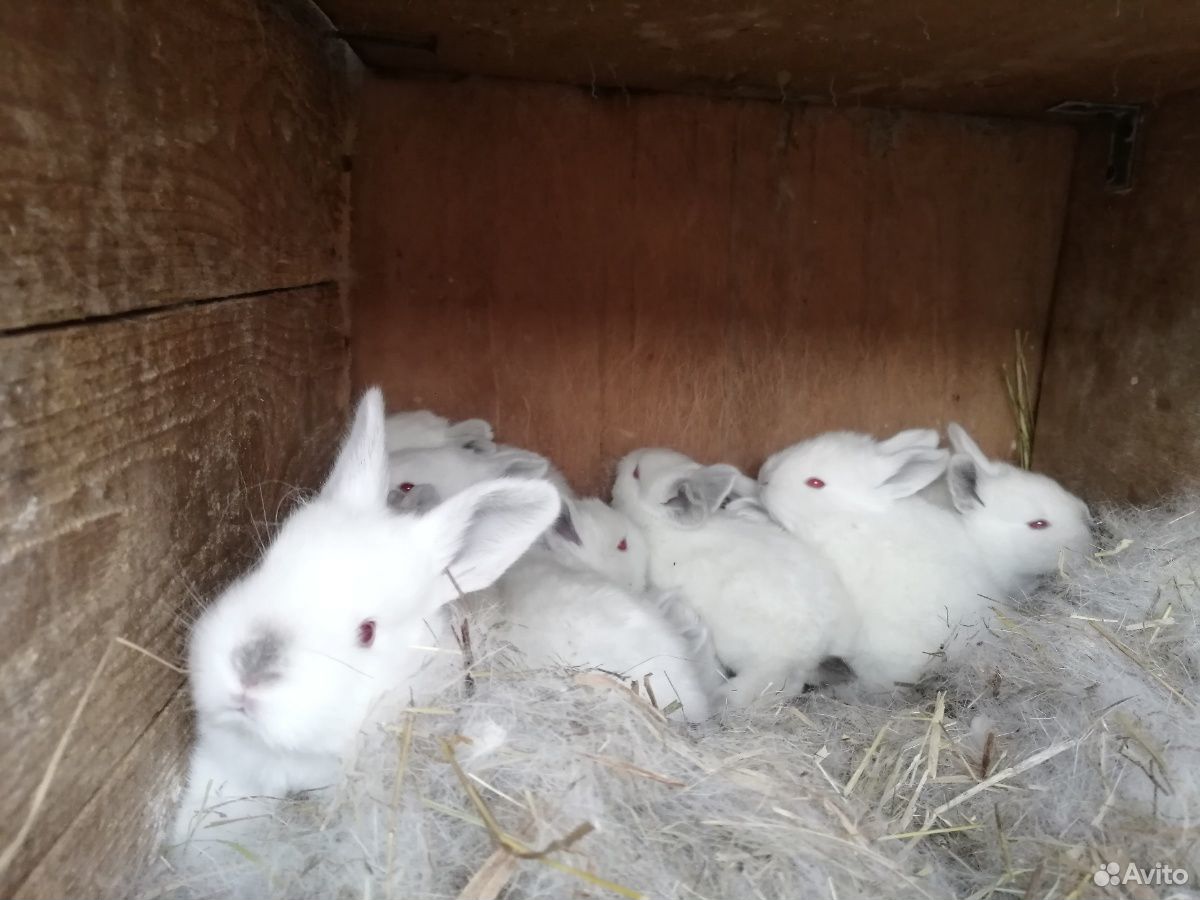 Мамы крольчихи с крольчатами купить на Зозу.ру - фотография № 1