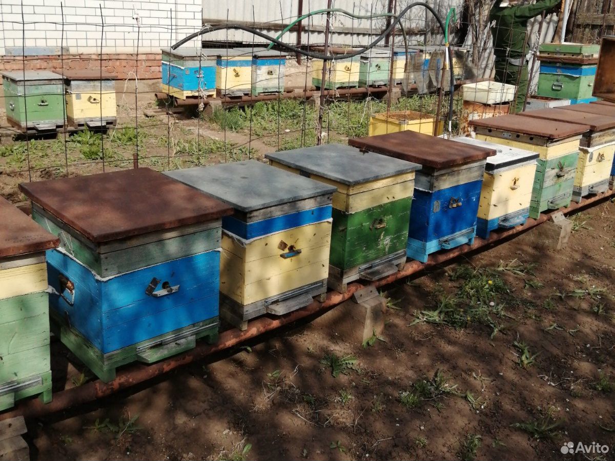 Пчёл-семьи купить на Зозу.ру - фотография № 3