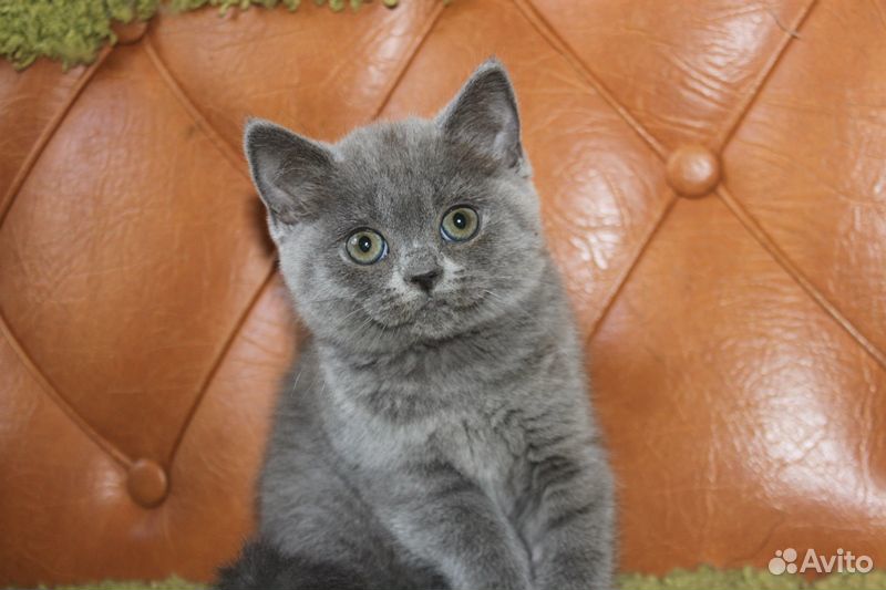 Котята голубые очень красивые купить на Зозу.ру - фотография № 1