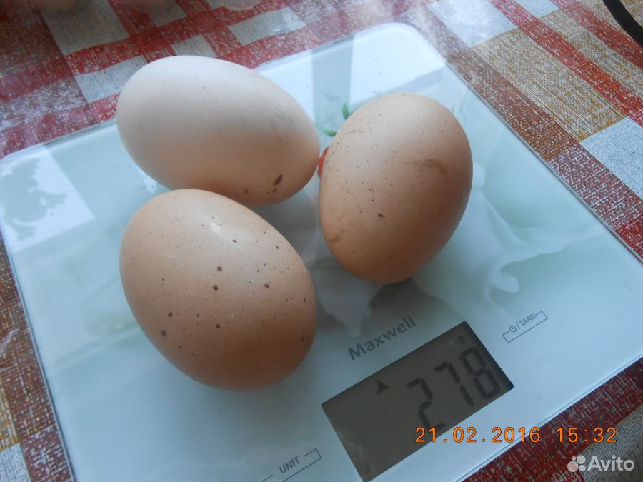 Цыплята курицы-бройлера "Голошейка" купить на Зозу.ру - фотография № 4