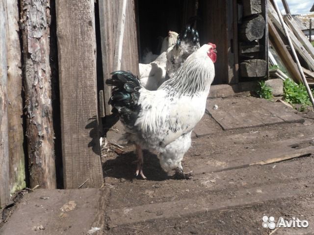 Брама цыплята,яйцо,гусята,индюшата,взрослая птица купить на Зозу.ру - фотография № 4