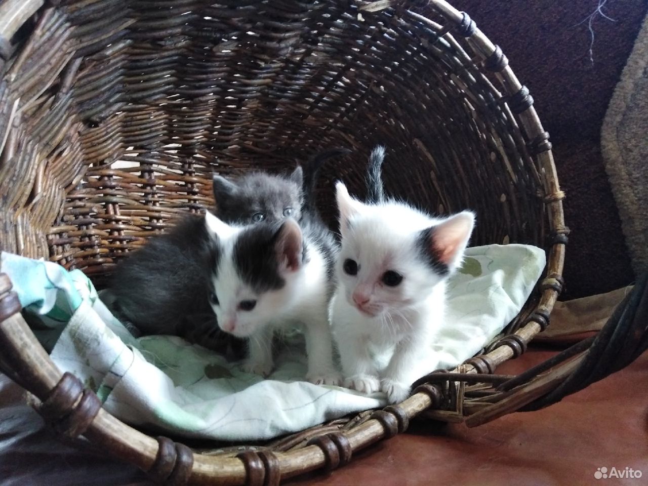 Один котик и две кошечки жду своего дома купить на Зозу.ру - фотография № 3