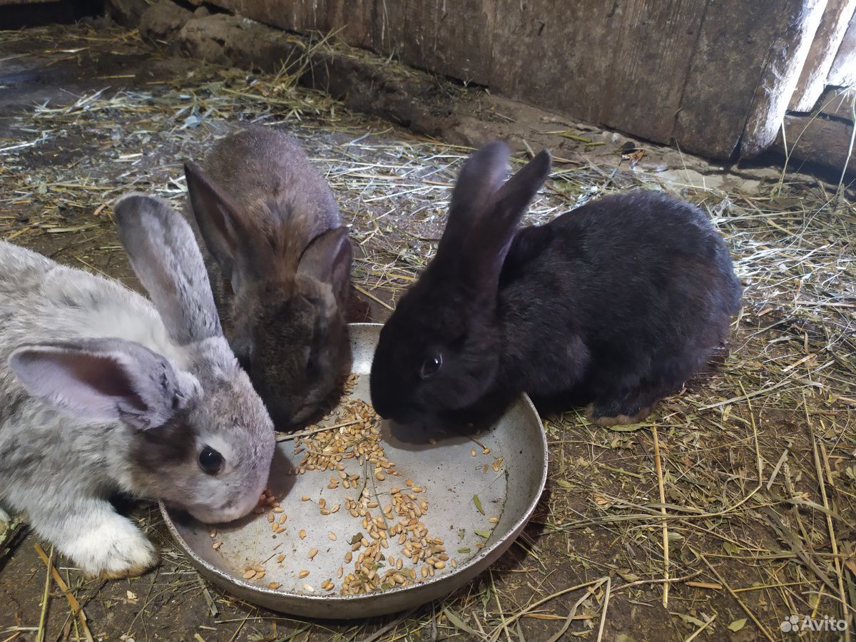 Кролики от 5 месяцев и старше купить на Зозу.ру - фотография № 3