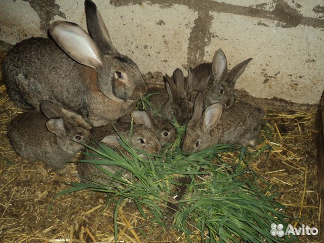 Кролики Фландеры и Калифорнийцы купить на Зозу.ру - фотография № 1