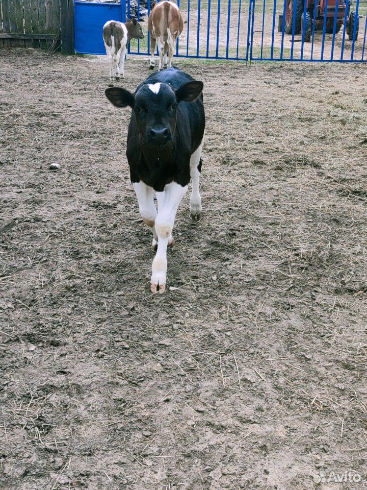 Бык бычок телочка коровы купить на Зозу.ру - фотография № 2