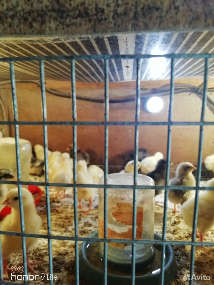 Цыплята несушки, перепелята купить на Зозу.ру - фотография № 1