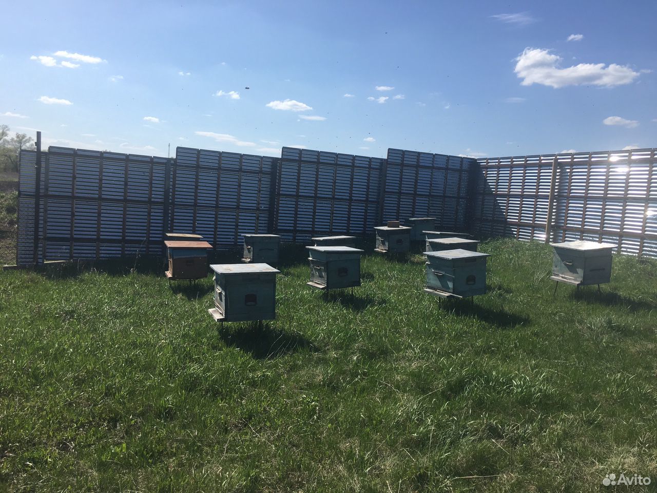 12 пчелосемей с ульями купить на Зозу.ру - фотография № 3
