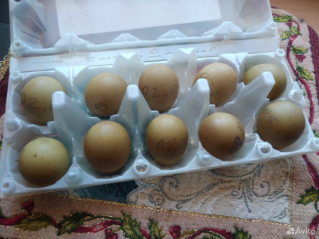 Яйца фазана инкубационные купить на Зозу.ру - фотография № 4