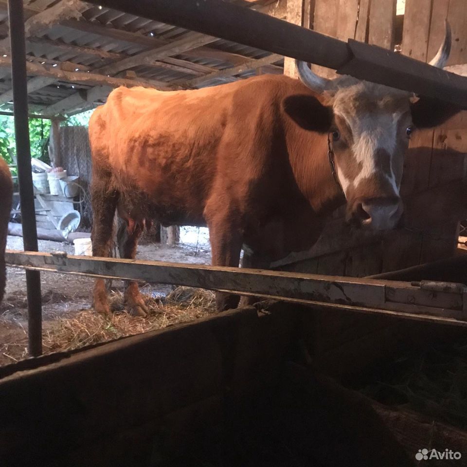 Корова с бычком купить на Зозу.ру - фотография № 2