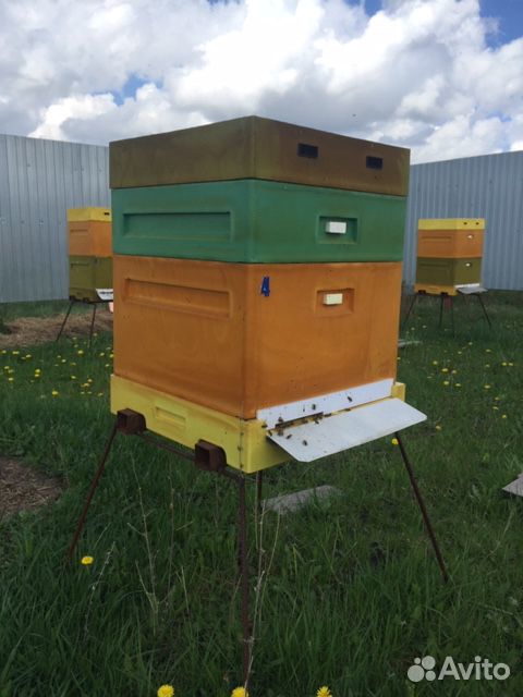 Продается пчелосемья купить на Зозу.ру - фотография № 1