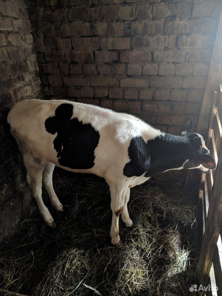 Корова рыжая и телка 3 месяца купить на Зозу.ру - фотография № 3