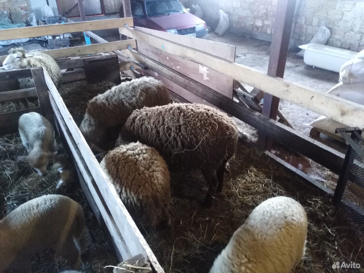 Барашки овце матки 5 шт купить на Зозу.ру - фотография № 4