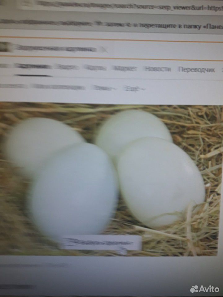 Продам инкубационое яйцо купить на Зозу.ру - фотография № 1