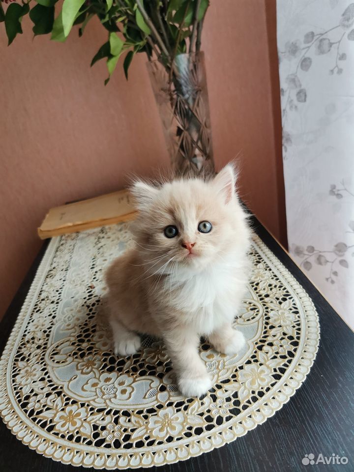 Красивый котёнок купить на Зозу.ру - фотография № 2
