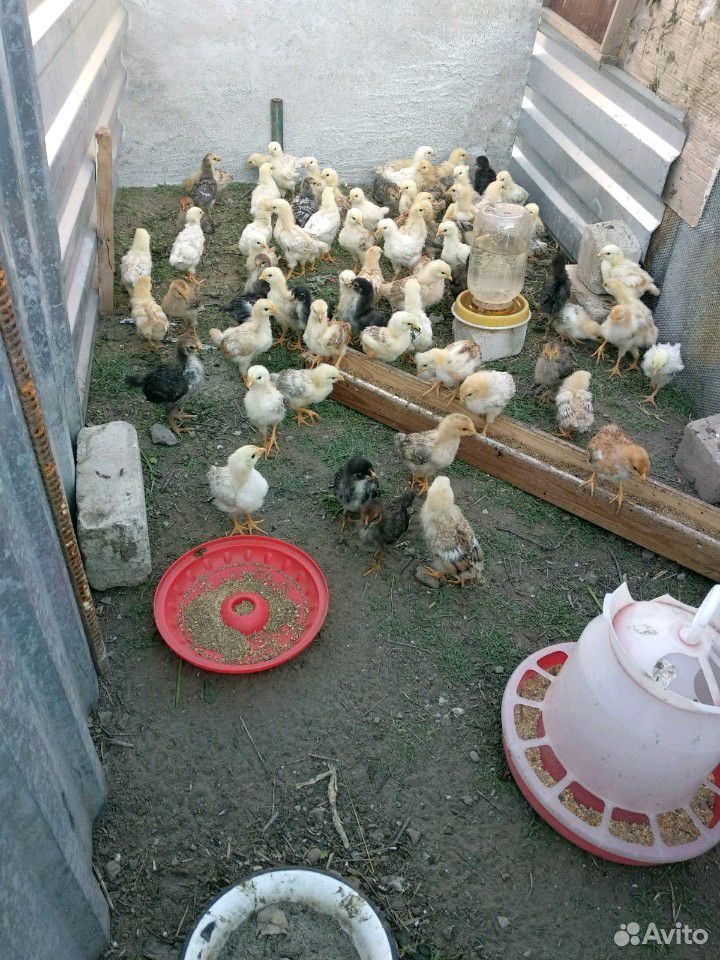 Цыплята домашние гучинка,серебристки купить на Зозу.ру - фотография № 1