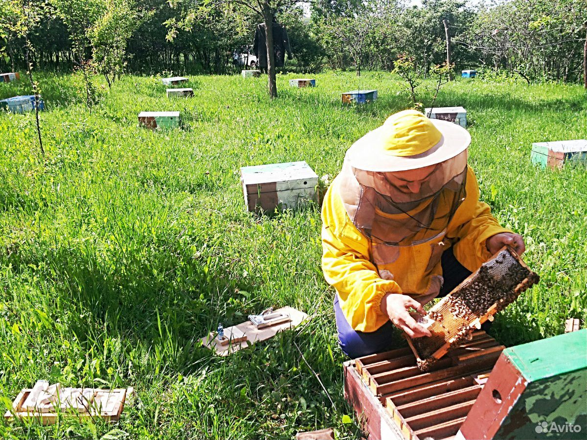 Плодные пчеломатки купить на Зозу.ру - фотография № 1