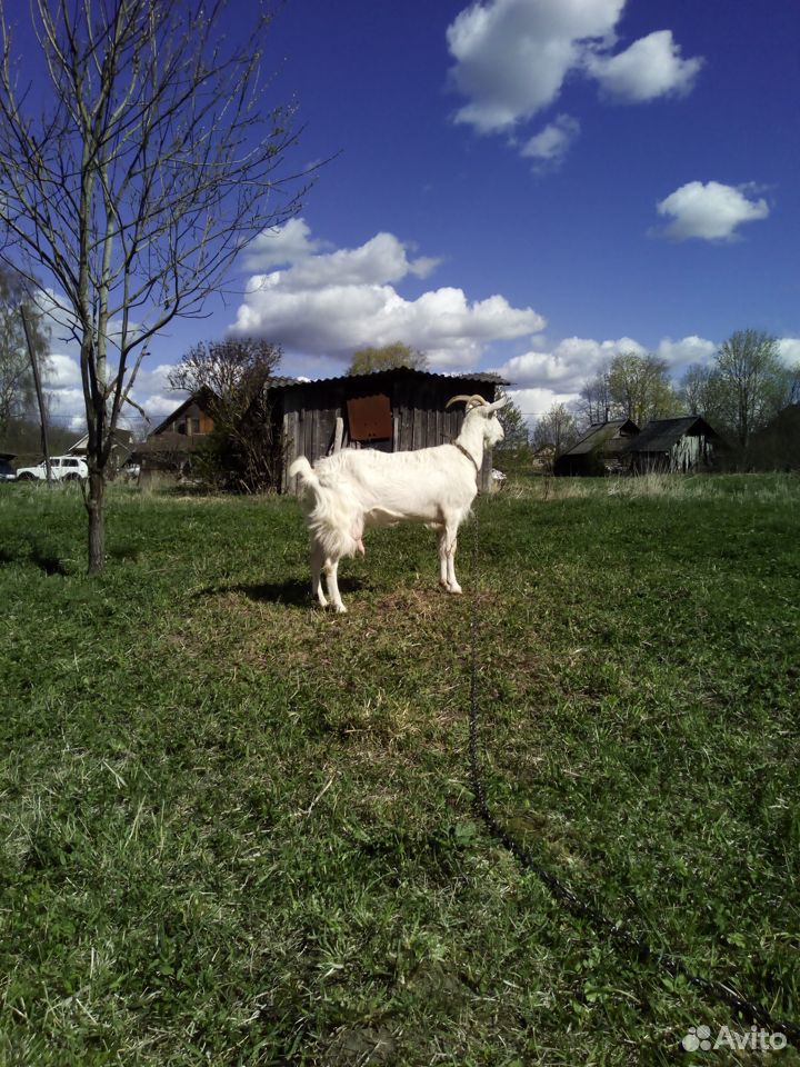 "Заанено нубийская коза" купить на Зозу.ру - фотография № 3
