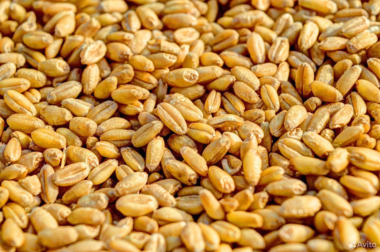 Ячмень и пшеница в розницу купить на Зозу.ру - фотография № 1