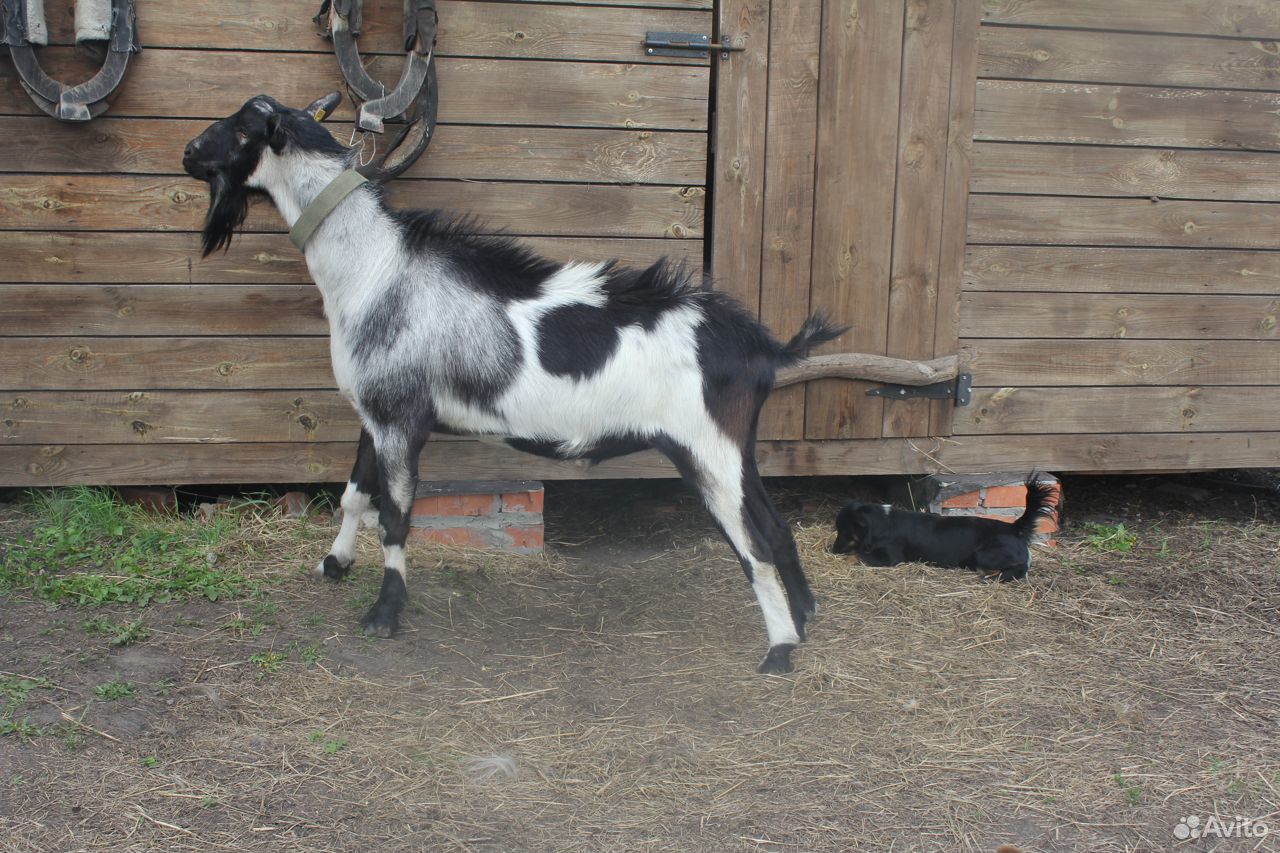 Альпийский козел купить на Зозу.ру - фотография № 1