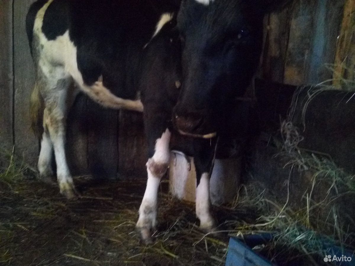 Телка от молочной коровы купить на Зозу.ру - фотография № 6