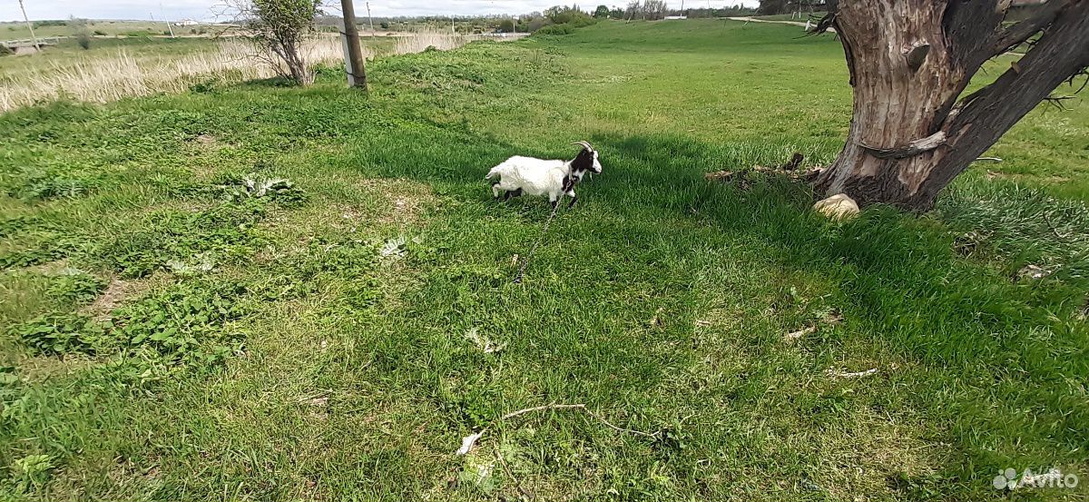 Продается козел с козлятами и дойными козами купить на Зозу.ру - фотография № 5