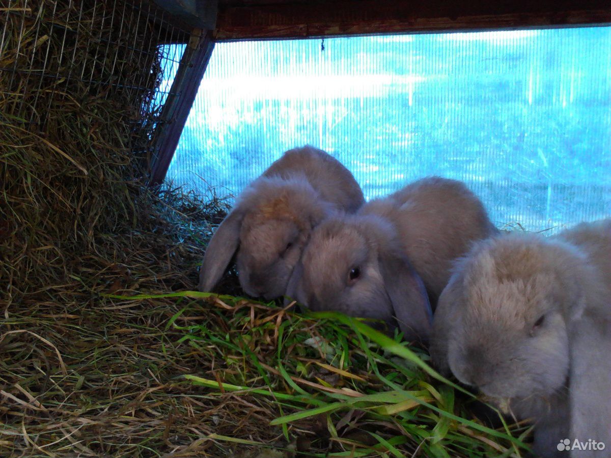 Кролики породы Французский баран купить на Зозу.ру - фотография № 5