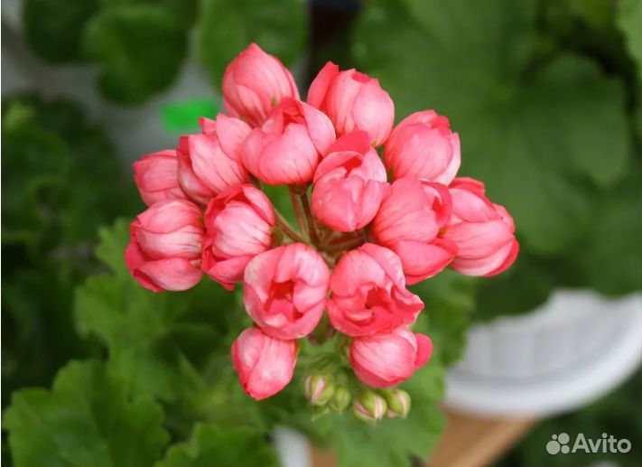 Pаtricia аndrea- тюльпановидная пеларгония купить на Зозу.ру - фотография № 2