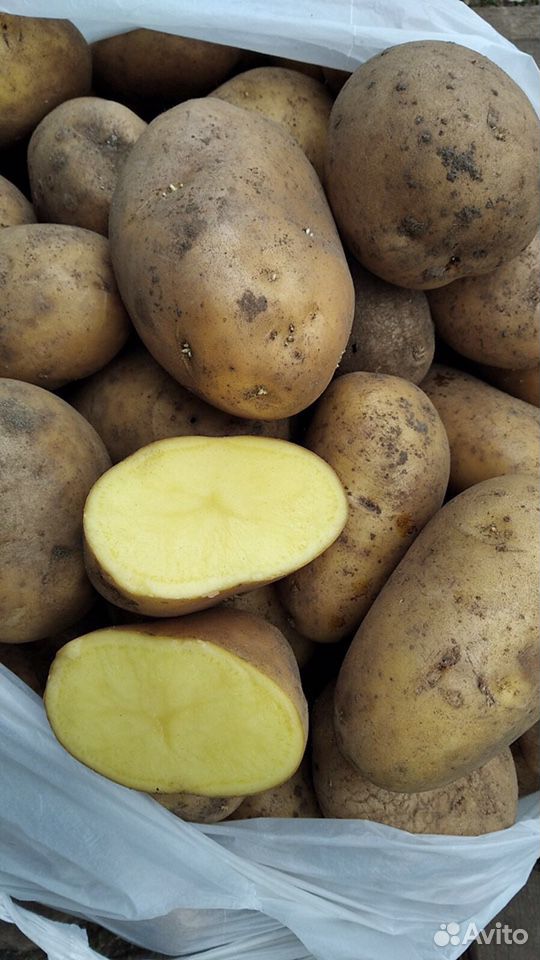 Картошка картофель «скраб» купить на Зозу.ру - фотография № 1