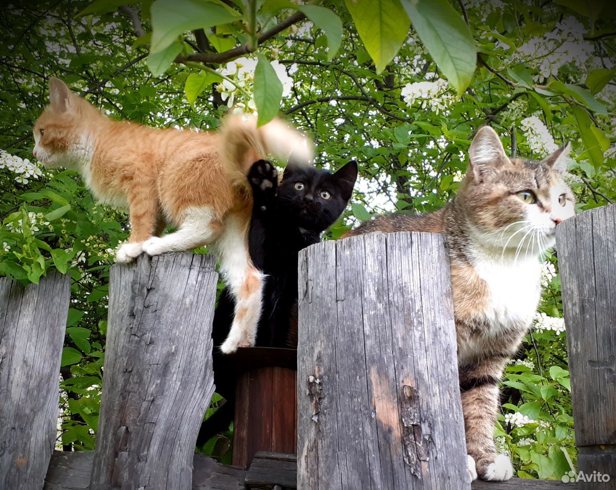Волшебные котята. Два котика и кошечка ищут тебя купить на Зозу.ру - фотография № 7