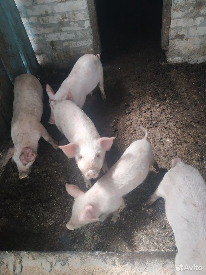 Продаются свиньи 2 месяца купить на Зозу.ру - фотография № 1