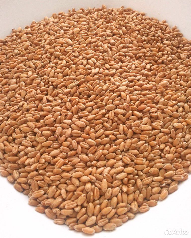 Пшеница на семена купить на Зозу.ру - фотография № 1