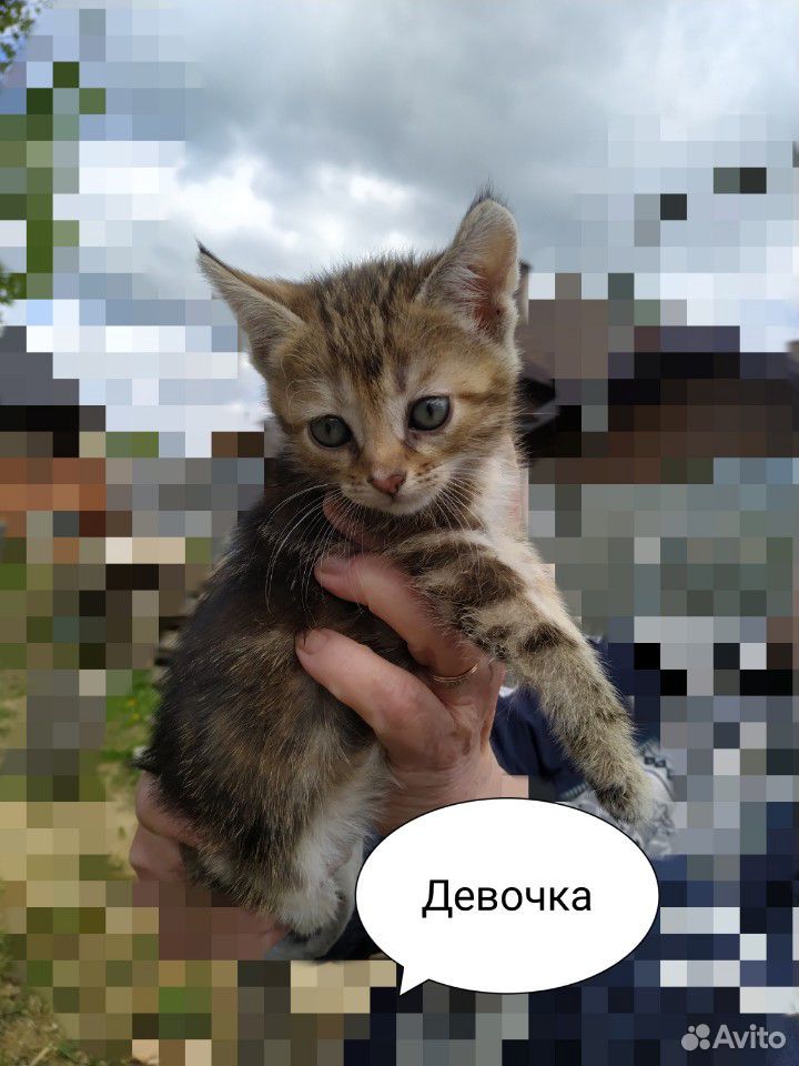 Котята купить на Зозу.ру - фотография № 5
