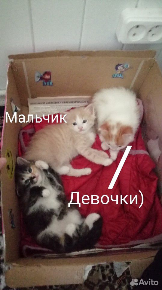 Отдам котят В добрые руки) купить на Зозу.ру - фотография № 6