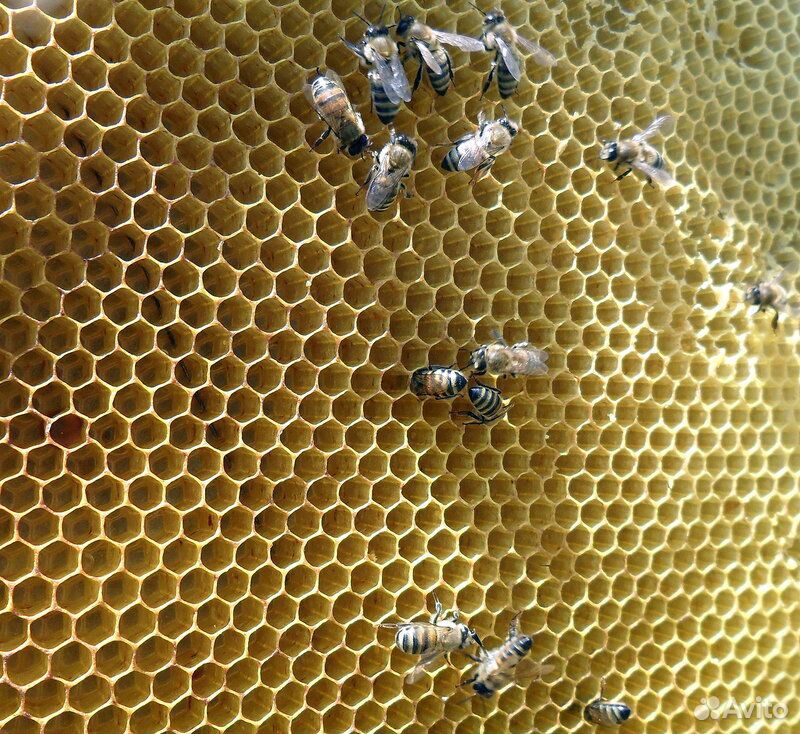 Купить пчелиные рамки. Медовая вощина. Соты пчелиные вощина. Рамка для пчелиных сот. Рамка с пчелами и сотами.