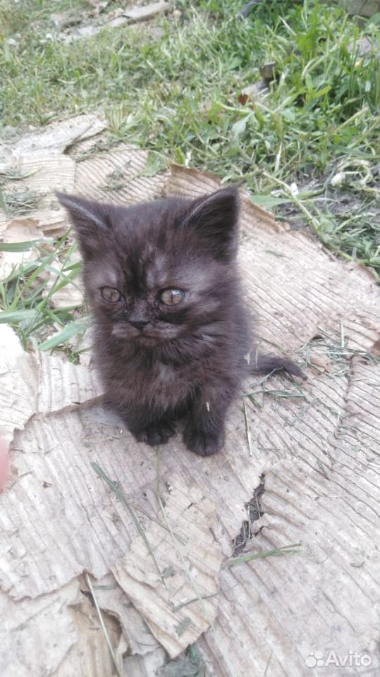 Отдам котенка турецкой ангоры купить на Зозу.ру - фотография № 1