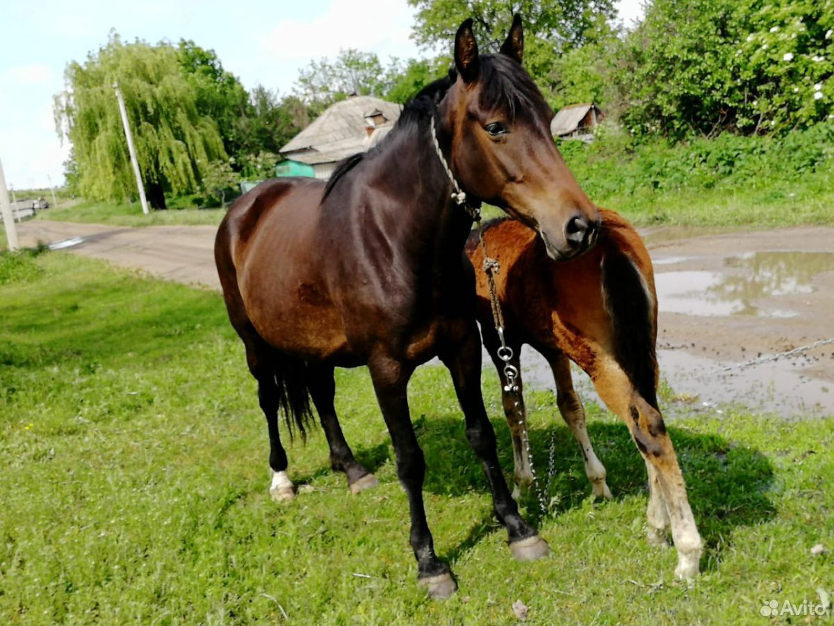 Лошадь с жеребенком купить на Зозу.ру - фотография № 3