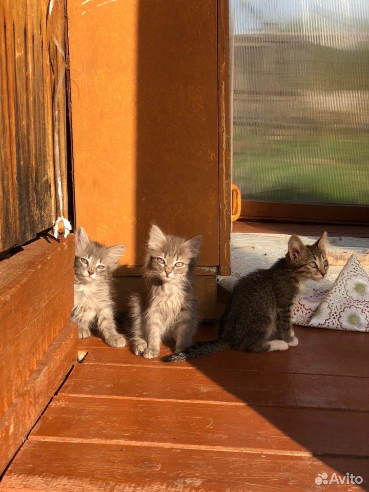 Котятки купить на Зозу.ру - фотография № 3