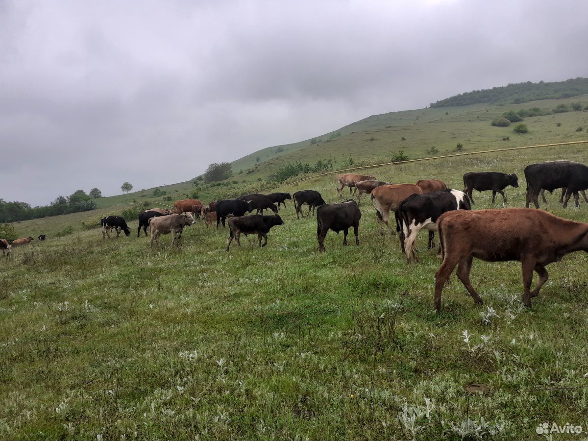 Коровы,бычки,телки купить на Зозу.ру - фотография № 1