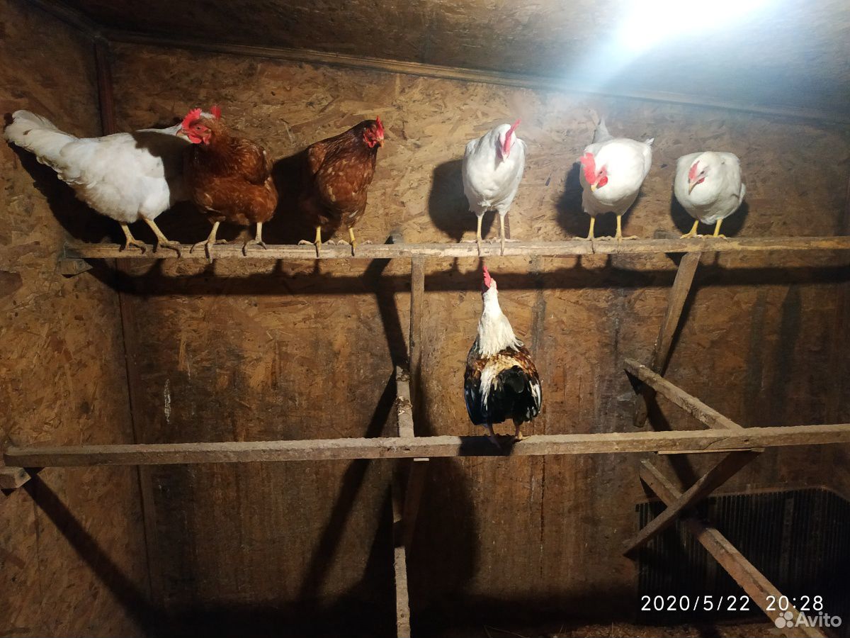 Продаю свежие куриные яйца купить на Зозу.ру - фотография № 5