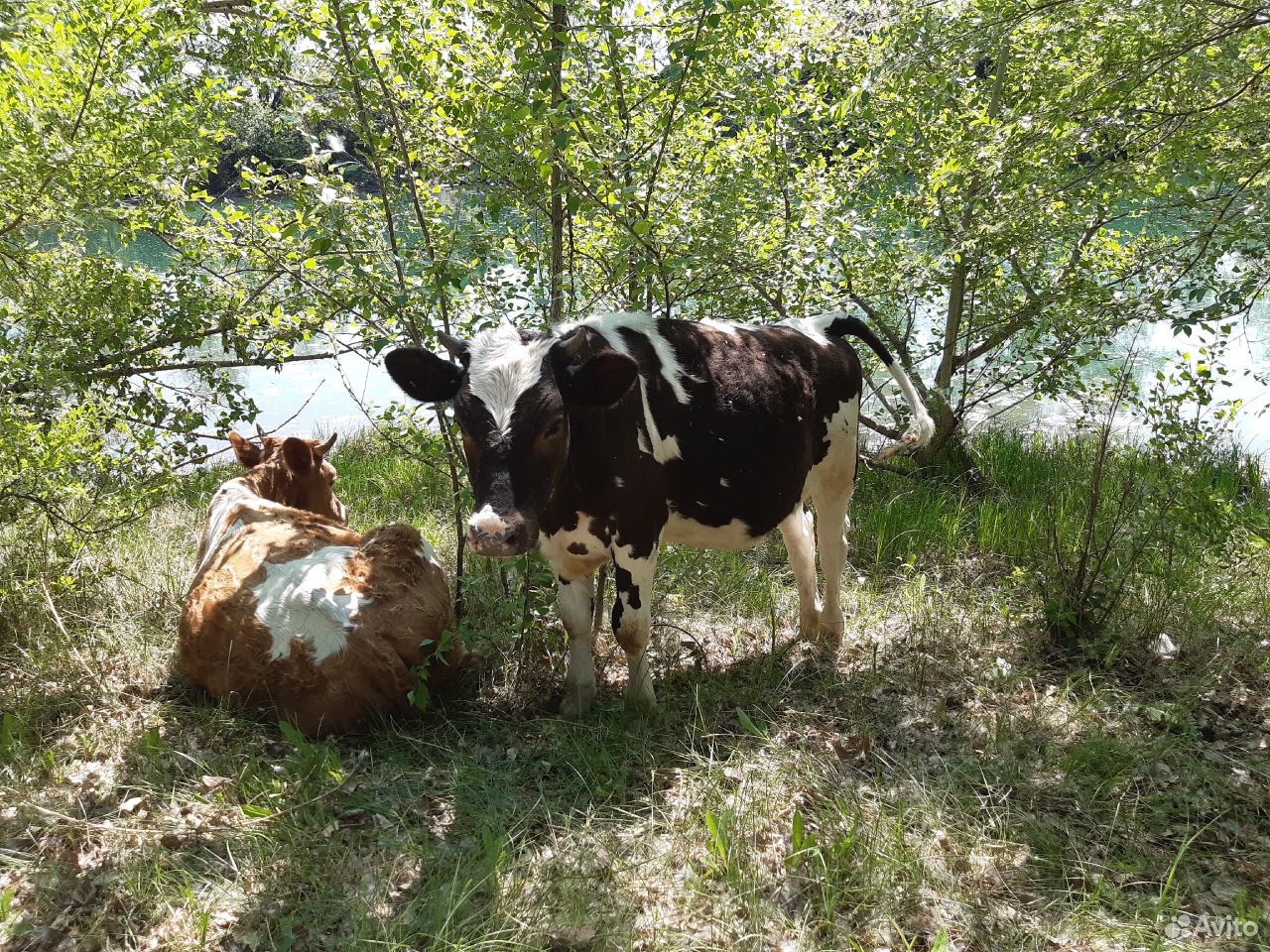 Корова, тёлочки купить на Зозу.ру - фотография № 3
