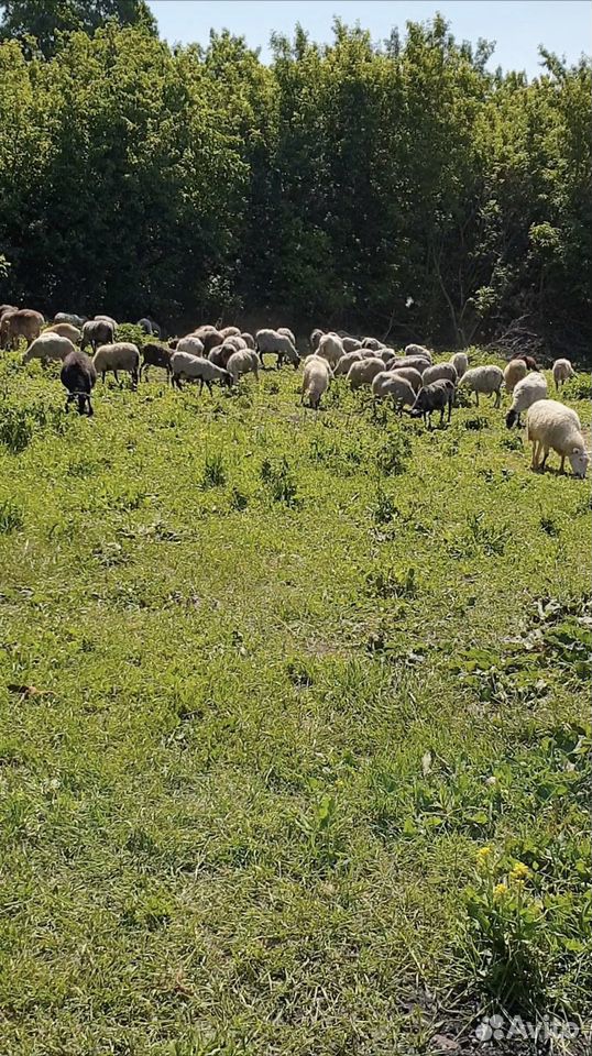 Овцы, баранина купить на Зозу.ру - фотография № 1
